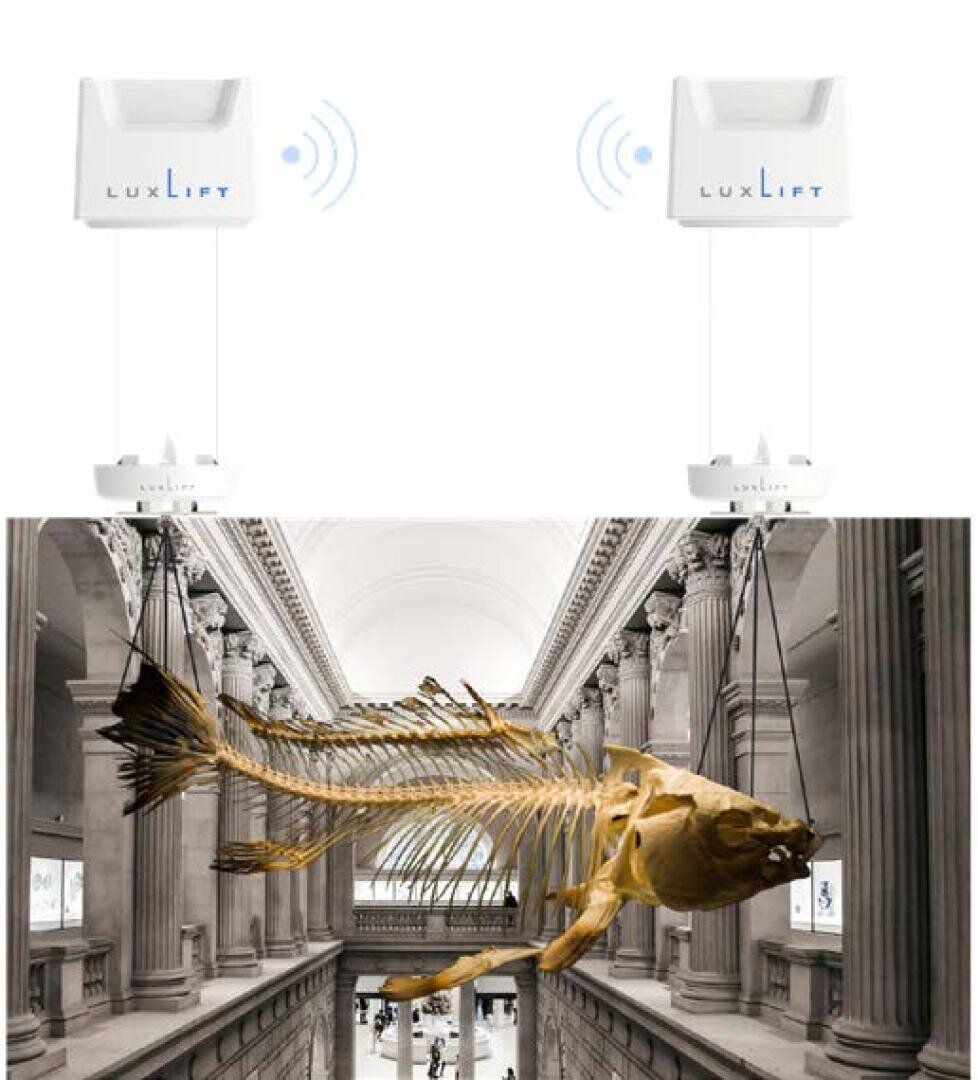 Ein großes Fischskelett ist in einem Museumssaal mithilfe von zwei LuxLift-Hebevorrichtungen aufgehängt, die an der Decke befestigt sind und drahtlose Signale aussenden.